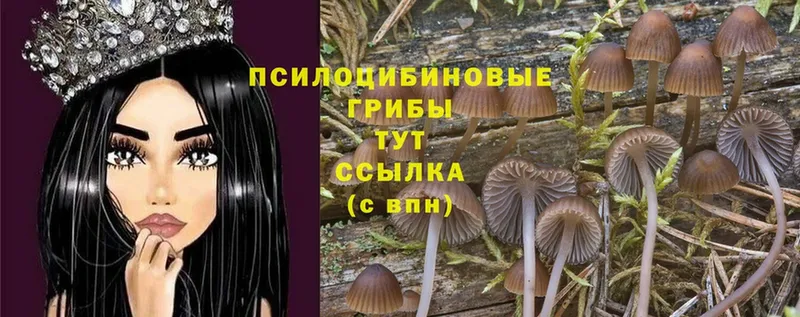 blacksprut вход  Жирновск  Псилоцибиновые грибы MAGIC MUSHROOMS  дарнет шоп 